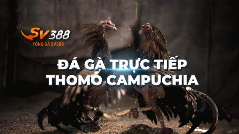 Đá Gà Trực Tiếp Hôm Nay - Tìm Hiểu Về Các Giải Đá Gà Trực Tiếp Campuchia