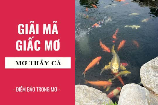 Nằm Mơ Thấy Cá: Giải Mã Những Điềm Báo Của Giấc Mơ