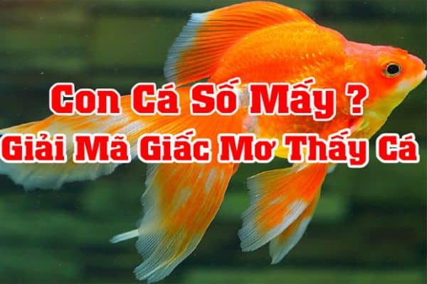 Nằm Mơ Thấy Cá: Giải Mã Những Điềm Báo Của Giấc Mơ