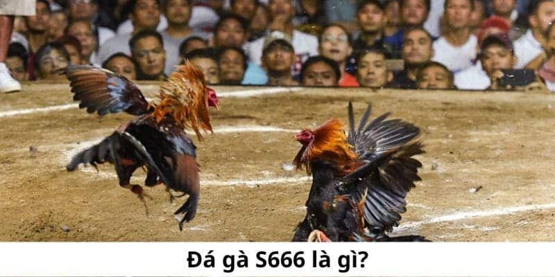 Tìm hiểu đá gà S666