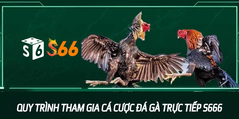 Quy trình tham gia cá cược đá gà trực tiếp tại S666