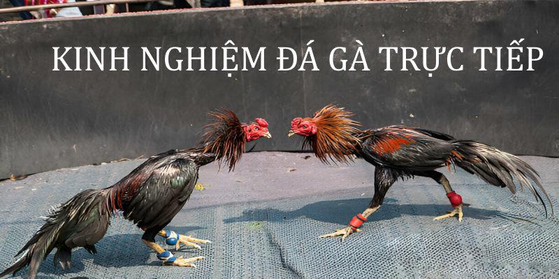 Giới thiệu về đá gà trực tiếp